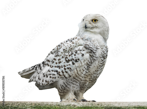owl (Nyctea scandiaca) © fotomaster