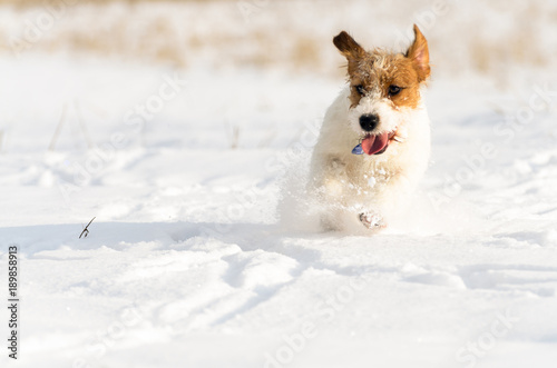 A small white Jack Russell Terrier dog is playing around in a meadow where there is a lot of snow in the winter.  © Rajtar photography