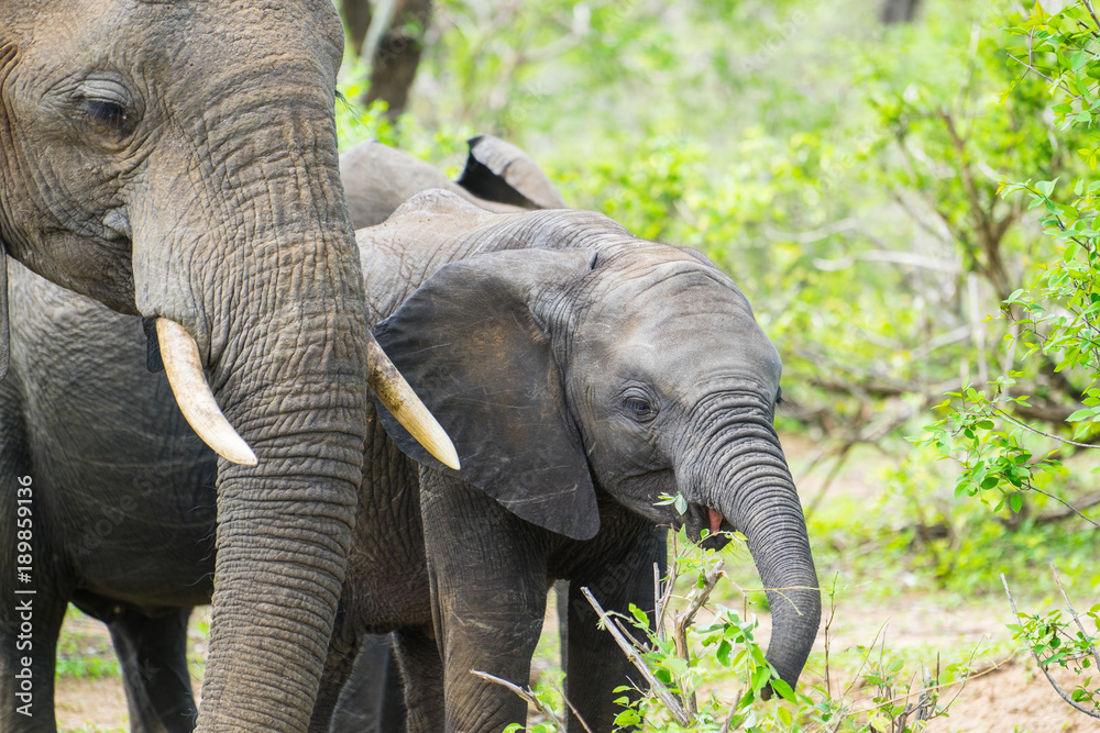 Elephant mom with baby in South-Africa