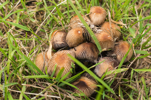 Wild mushroom 