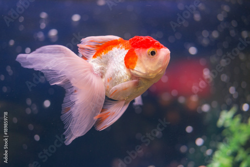 Photo goldfish in water closeup
