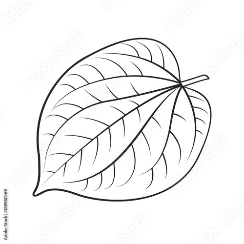 фотографія black outline betel leaf vector drawing