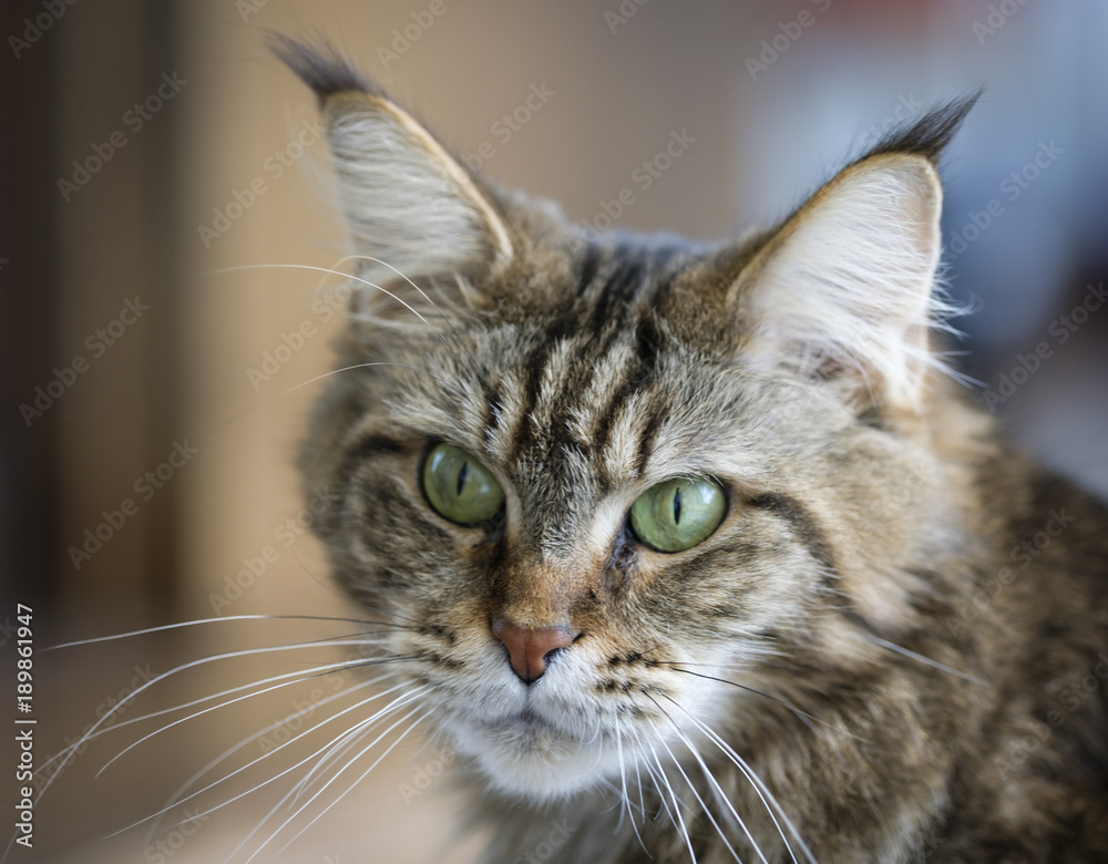 Perfect maine coon cat