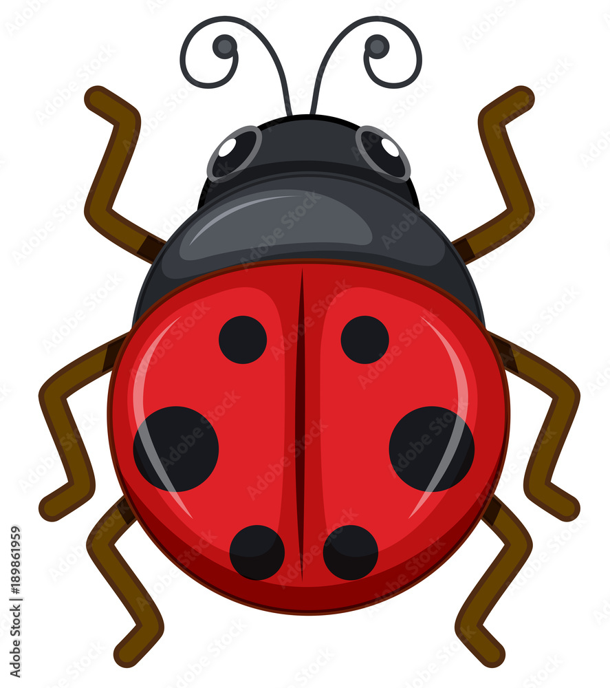 Ladybug on white background