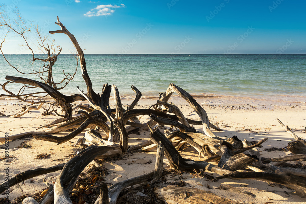Dried branches on the beach of Cayo Jutias near Vinales (Cuba) Dried branches on the beach of Cayo Jutias near Vinales (Cuba)
