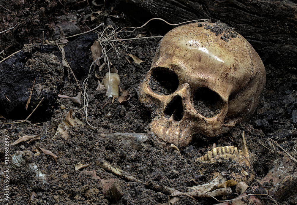 Skull and bones digged from pit in the scary graveyard which has dim light