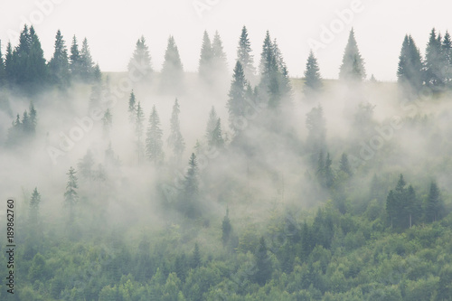 Slope of mountain covered with spruce forest on a foggy morning, beautiful outdoor background