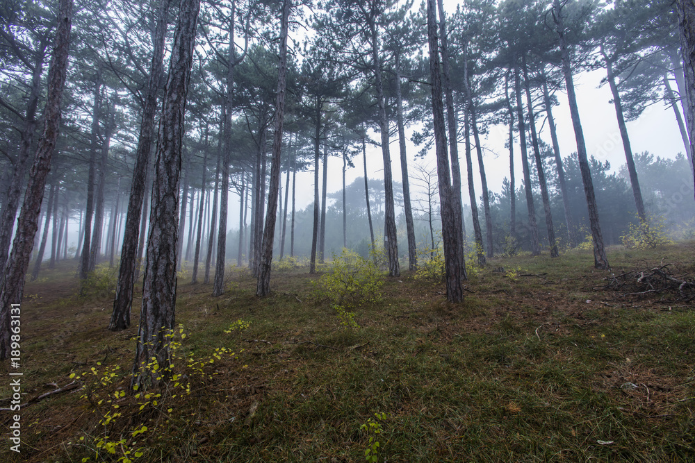 Fototapeta premium misty morning in the forest 