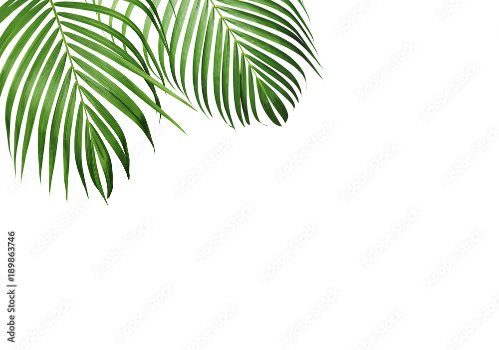 Green tropical leaf of yellow palm isolated on white background with copy space