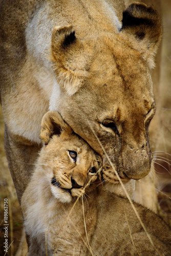 Mother and Child Lions of Madikwe