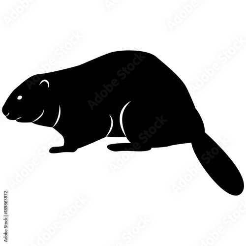 Vector image of a silhouette of a beaver on a white background
