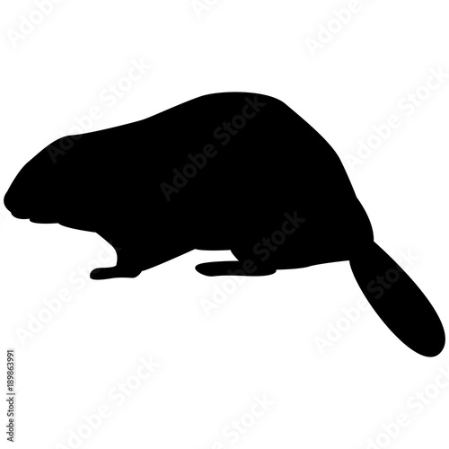 Vector image of a silhouette of a beaver on a white background