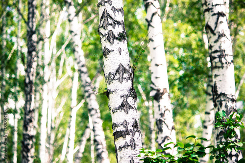 The white trunks of birches on the green leaves in the forest