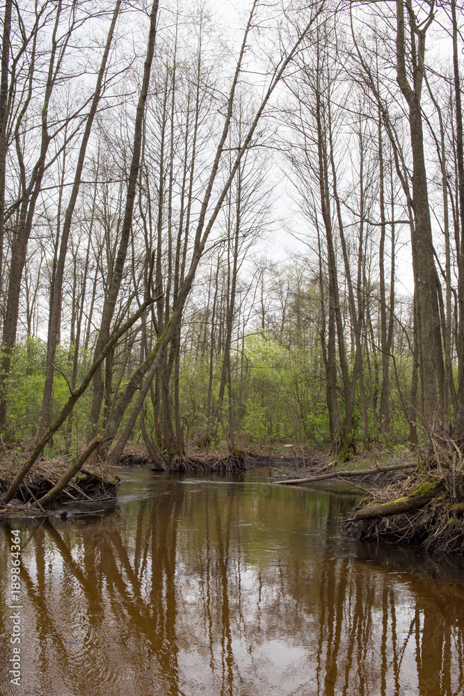 Marshy river with branched channel flows in forest alley of ash-trees. Nature of Volyn in May. Spring in Europe