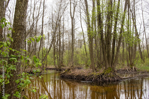 Marshy river with branched channel flows in forest alley of ash-trees. Nature of Volyn in May. Spring in Europe