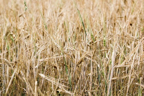 Ears of wheat in a field, close-up as background. © Koirill