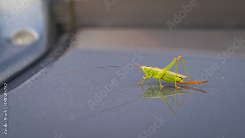 Grasshopper relaxing on a bonnet, seen in Wesel, North Rhine-Westphalia, Germany