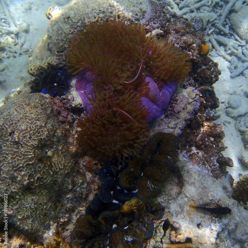 amphiprion perideraion fish photo