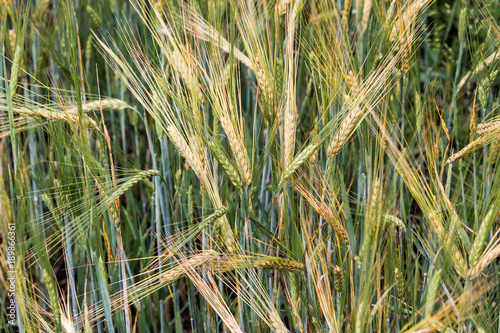 Ears of wheat in a field, close-up as background