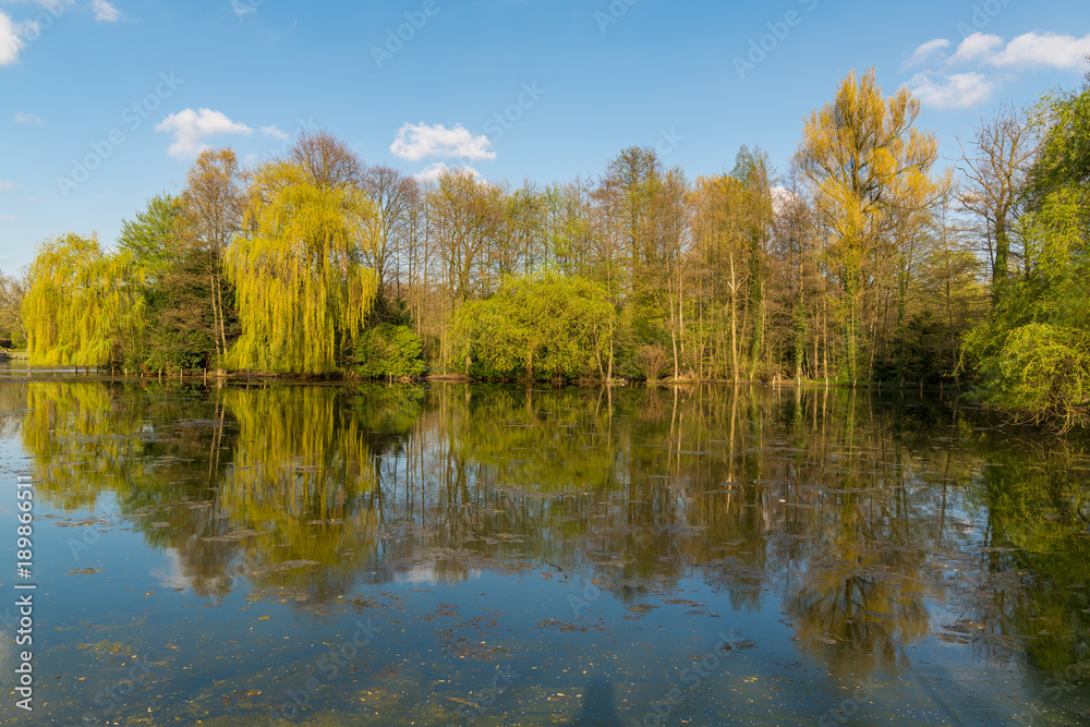 Trees on the shore of the Schlossteich Wittringen reflecting in the water, Gladbeck, North Rhine-Westphalia, Germany