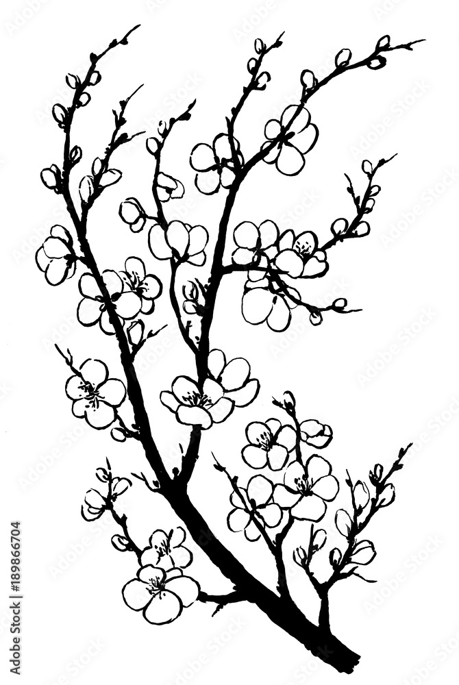 Branch of sakura with flowers. Apple-tree flowers. Japan cherry blossom. Black and white outline illustration hand drawn painting. Isolated on white background.