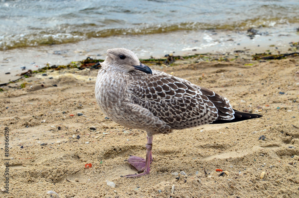 Fototapeta premium A seagull om the seashore with its head turned back