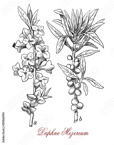 Obraz na plátně Vintage engraving of Daphne mezereum or February daphne, ornamental shrub cultivated in garden with scented flowers and poisonous berries