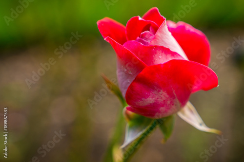 A red rose with some dew drops
