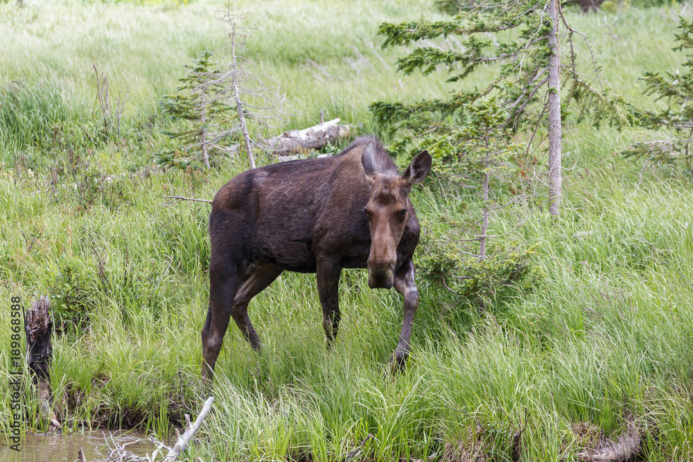 Shiras Moose of The Colorado Rocky Mountains Shiras Moose of The Colorado Rocky Mountains