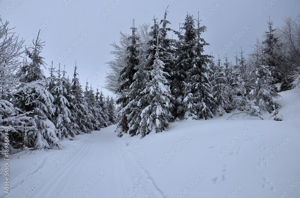 Cloudy winter path Cloudy winter path