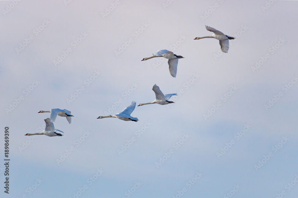 Flying white swans against cloudy sky background Flying white swans against cloudy sky background