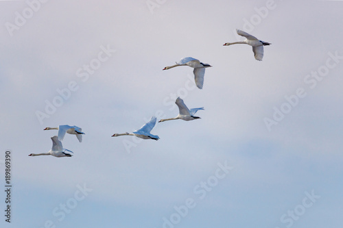 Flying white swans against cloudy sky background