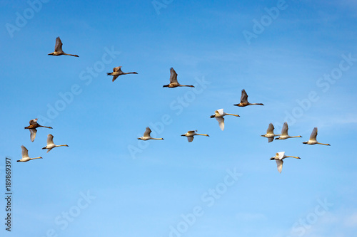 Flying white swans on the blue sky background © Vladimir Zhupanenko