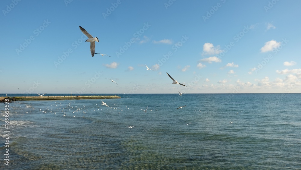 Several seagulls mowing over a calm sea, on the background of a blue sky with clouds. Several seagulls mowing over a calm sea, on the background of a blue sky with clouds.