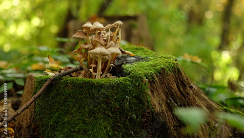 Pale Golbs at Stump with Moss.