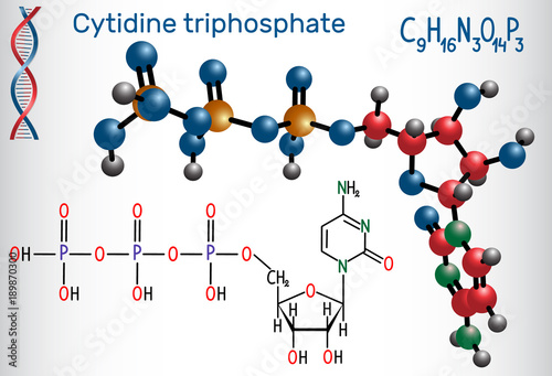 Cytidine triphosphate (CTP) molecule, it is pyrimidine nucleoside molecule, is a substrate in the synthesis of RNA. Structural chemical formula and molecule model
