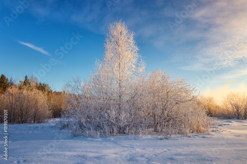 Заснеженный зимний лес с кустами, Россия, Урал, январь © 7ynp100