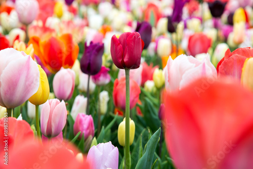 Beautiful field of colorful tulips.