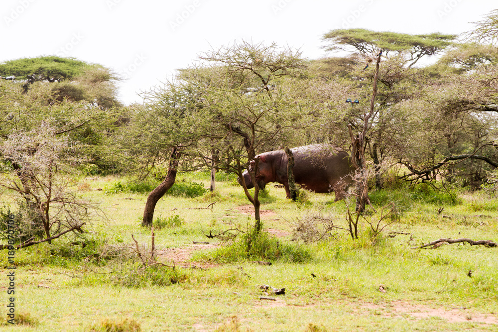 The common hippopotamus (Hippopotamus amphibius), or hippo, is a large, mostly herbivorous, semiaquatic mammal native to sub-Saharan Africa in Serengeti National Park, Tanzania