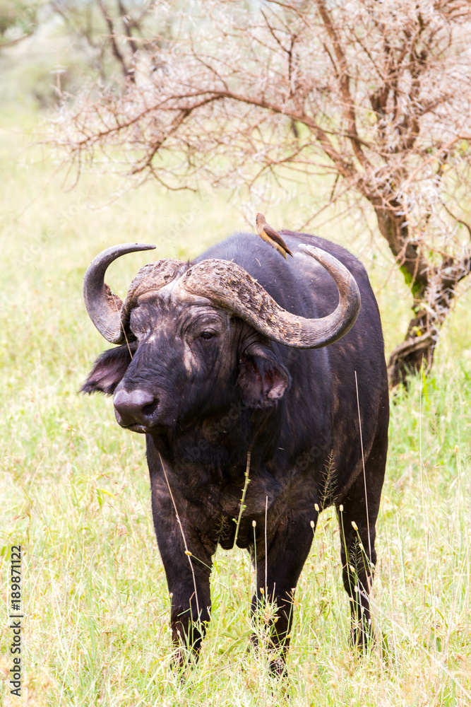 Fototapeta premium Yellow-billed oxpecker (Buphagus africanus) and Syncerus caffer caffer or the Cape buffalo in Serengeti National Park, Tanzania