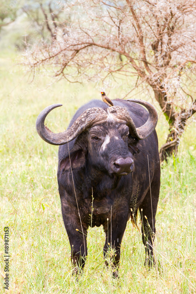 Yellow-billed oxpecker (Buphagus africanus) and Syncerus caffer caffer or the Cape buffalo in Serengeti National Park, Tanzania Yellow-billed oxpecker (Buphagus africanus) and Syncerus caffer caffer or the Cape buffalo in Serengeti National Park, Tanzania