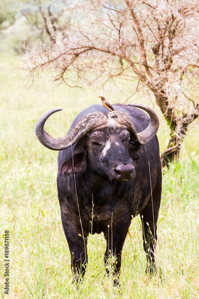 Fototapeta premium Yellow-billed oxpecker (Buphagus africanus) and Syncerus caffer caffer or the Cape buffalo in Serengeti National Park, Tanzania