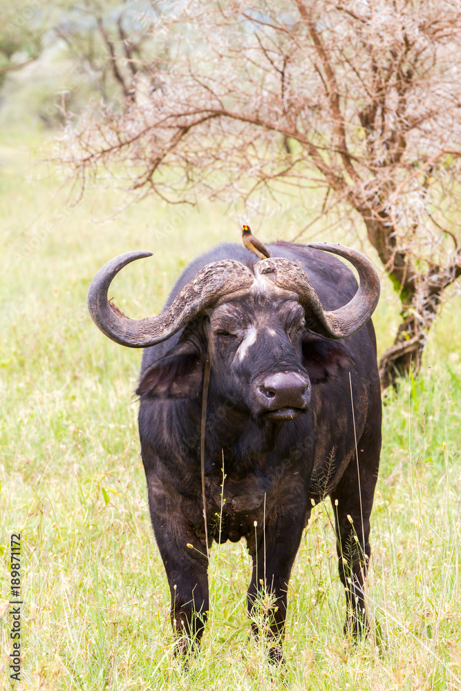Yellow-billed oxpecker (Buphagus africanus) and Syncerus caffer caffer or the Cape buffalo in Serengeti National Park, Tanzania Yellow-billed oxpecker (Buphagus africanus) and Syncerus caffer caffer or the Cape buffalo in Serengeti National Park, Tanzania
