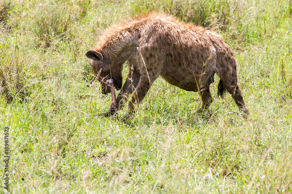 The spotted hyena (Crocuta crocuta), also known as the laughing hyena is a species of hyenas or hyaenas feliform carnivoran mammals of the family Hyaenidae in Serengeti ecosystem, Tanzania The spotted hyena (Crocuta crocuta), also known as the laughing hyena is a species of hyenas or hyaenas feliform carnivoran mammals of the family Hyaenidae in Serengeti ecosystem, Tanzania