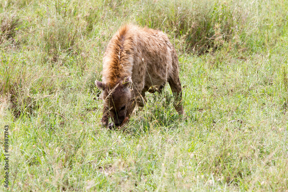 Fototapeta premium The spotted hyena (Crocuta crocuta), also known as the laughing hyena is a species of hyenas or hyaenas feliform carnivoran mammals of the family Hyaenidae in Serengeti ecosystem, Tanzania