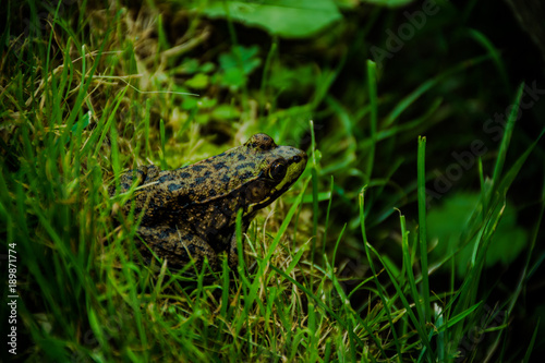 Frog © MarsHell