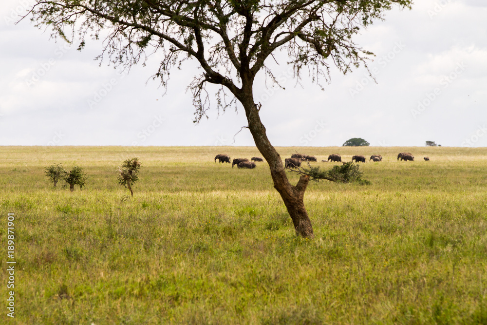 Fototapeta premium Serengeti National Park, Tanzanian national park in the Serengeti ecosystem in the Mara and Simiyu regions with elephants family in the background