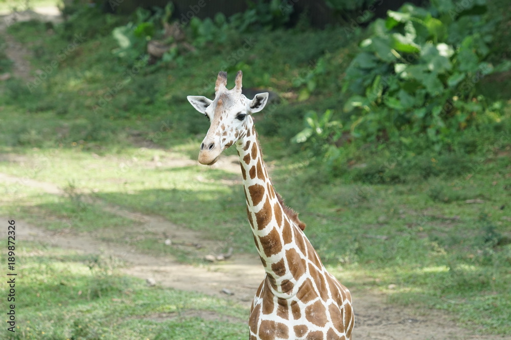 Close up portrait of a baby giraffe's (giraffa) head. Close up portrait of a baby giraffe's (giraffa) head.