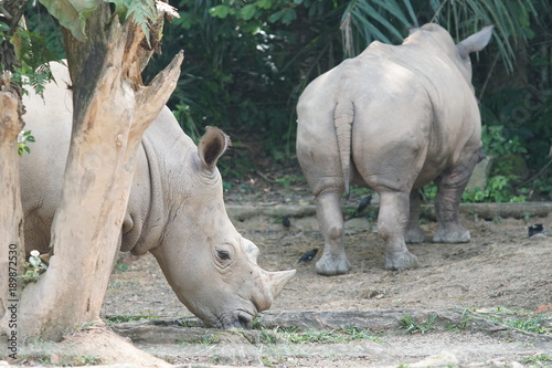 A group of The white rhinoceros or square-lipped rhinoceros (Ceratotherium simum). They are the largest extant species of rhinoceros.  © SafwanAbdRahman