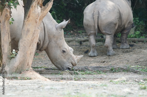A group of The white rhinoceros or square-lipped rhinoceros  Ceratotherium simum . They are the largest extant species of rhinoceros. 